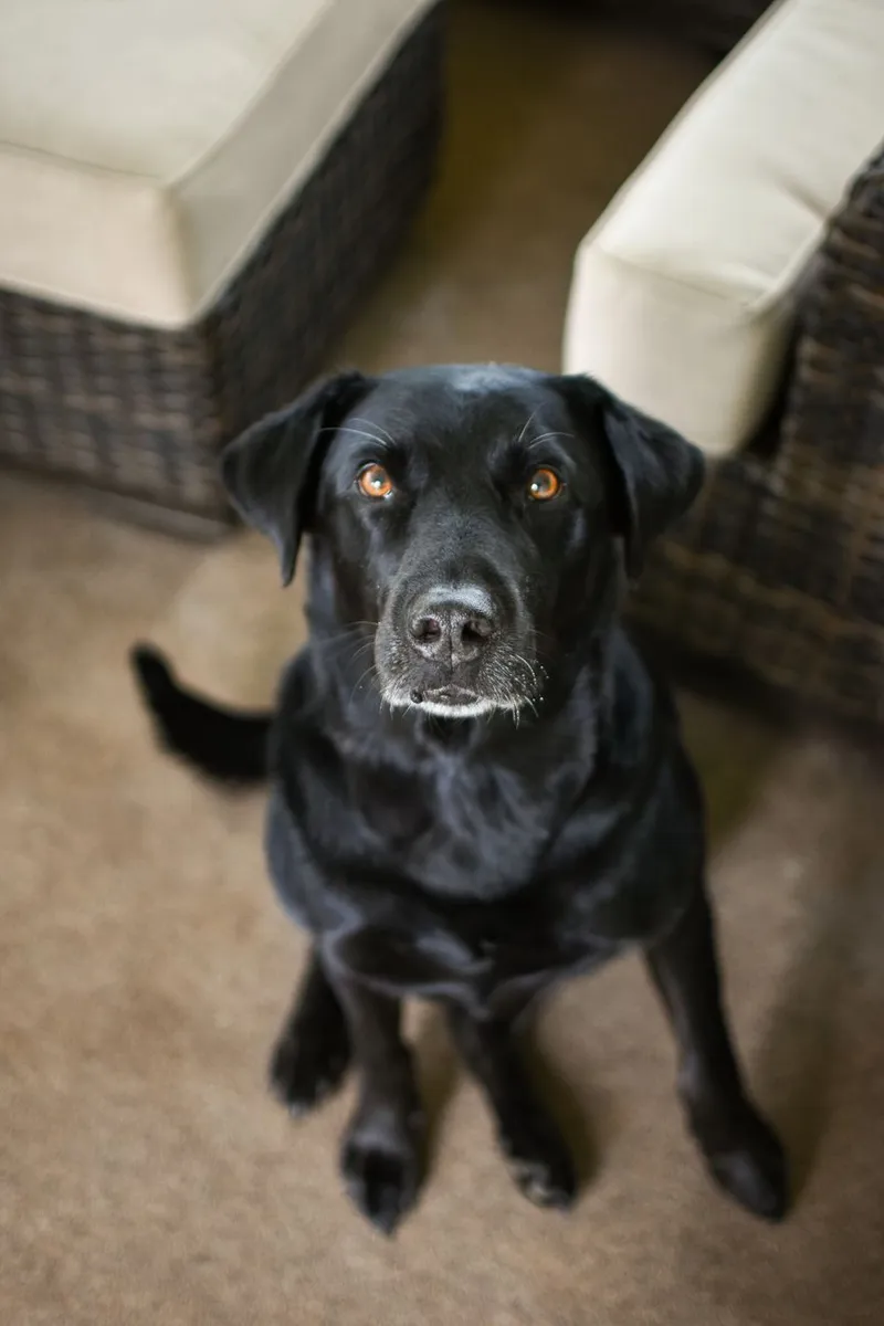 Adorable black Labrador retriever looking up, sitting indoors with curious eyes.