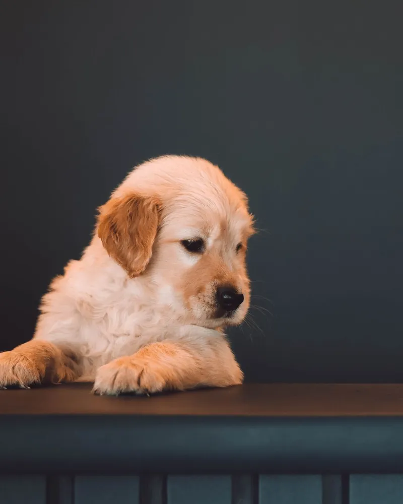 Adorable golden retriever puppy looking down with a thoughtful expression indoors.