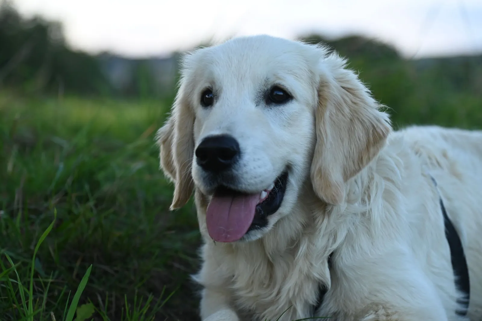 Adorable Golden Retriever puppy relaxing on green grass during a day outdoors.