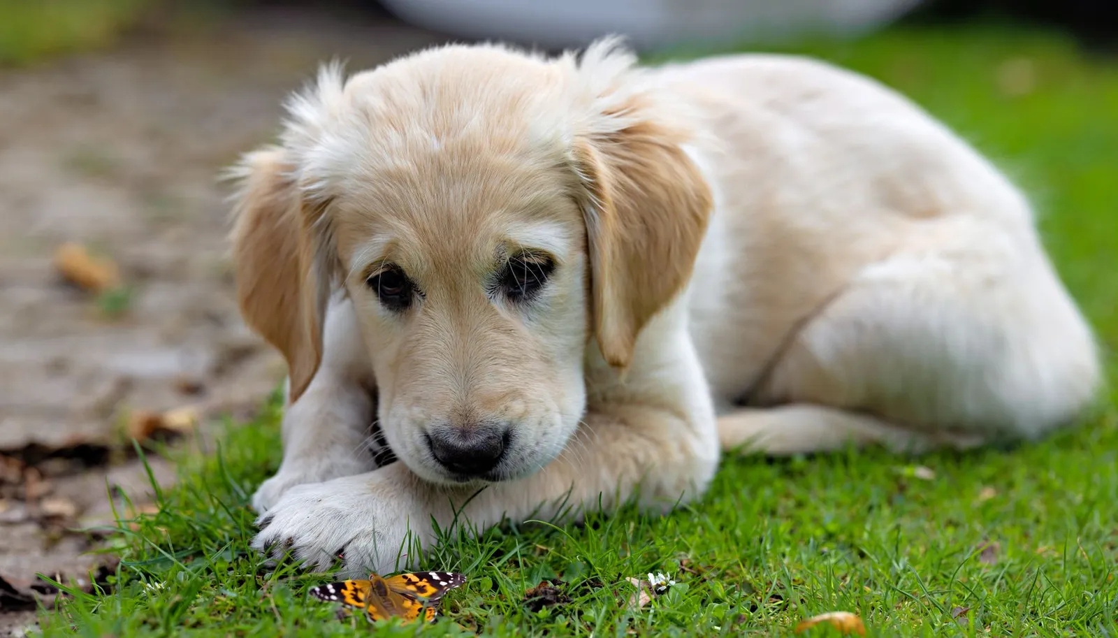 Adorable golden retriever puppy lying on grass, watching a butterfly closely.