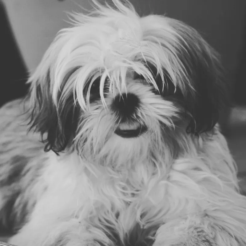 Adorable Shih Tzu puppy captured in a black and white portrait, highlighting its fluffy coat.