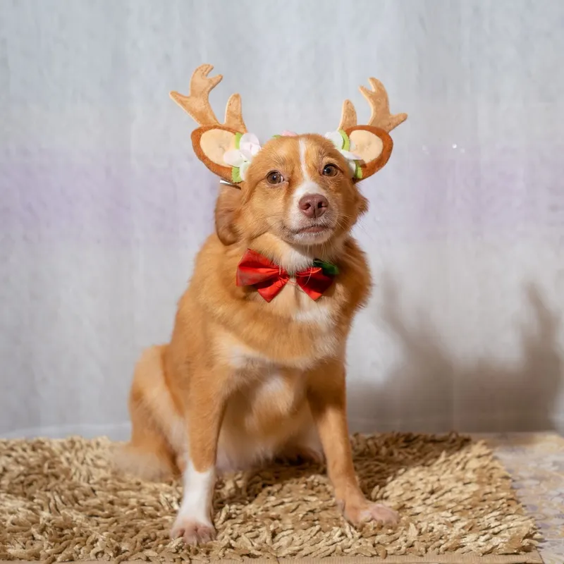Charming brown dog wearing a festive reindeer headband and red bowtie for holiday theme.