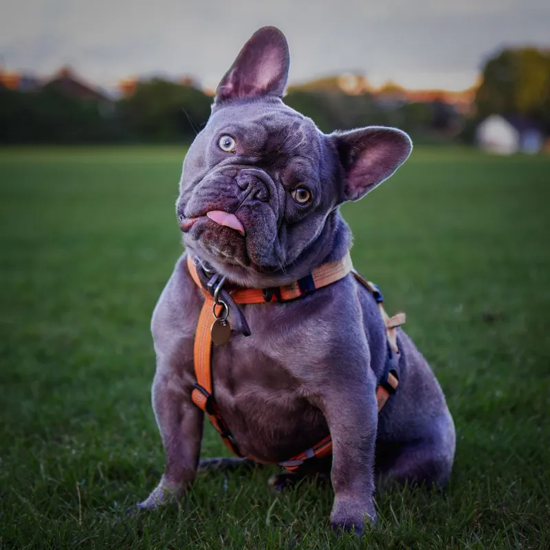 Charming French Bulldog with a playful expression on a sunny green field.