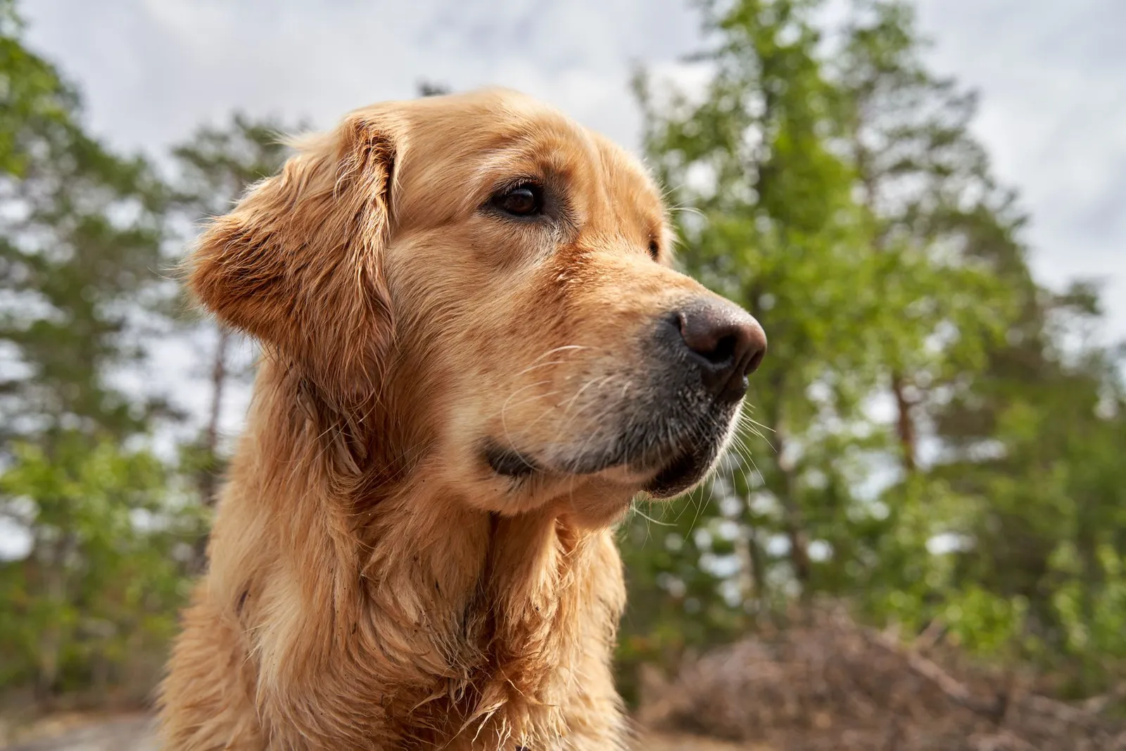 Charming golden retriever enjoying nature in a lush green outdoor environment.