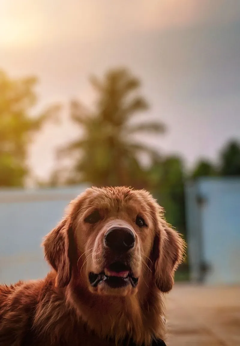 Charming golden retriever portrait outdoors at sunset. Perfect pet imagery!