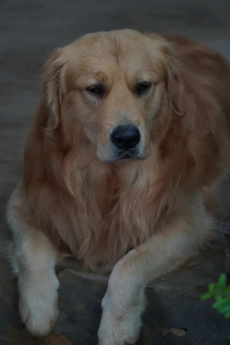 Charming golden retriever resting indoors with a serene look, capturing the essence of domestic companionship.