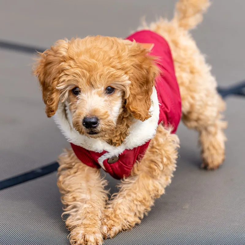 Charming poodle puppy in a cozy red coat enjoys an outdoor adventure.