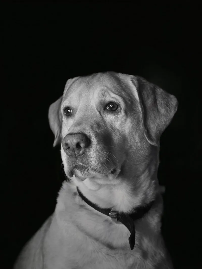 Classic black and white portrait of a Labrador Retriever, highlighting its gentle expression.