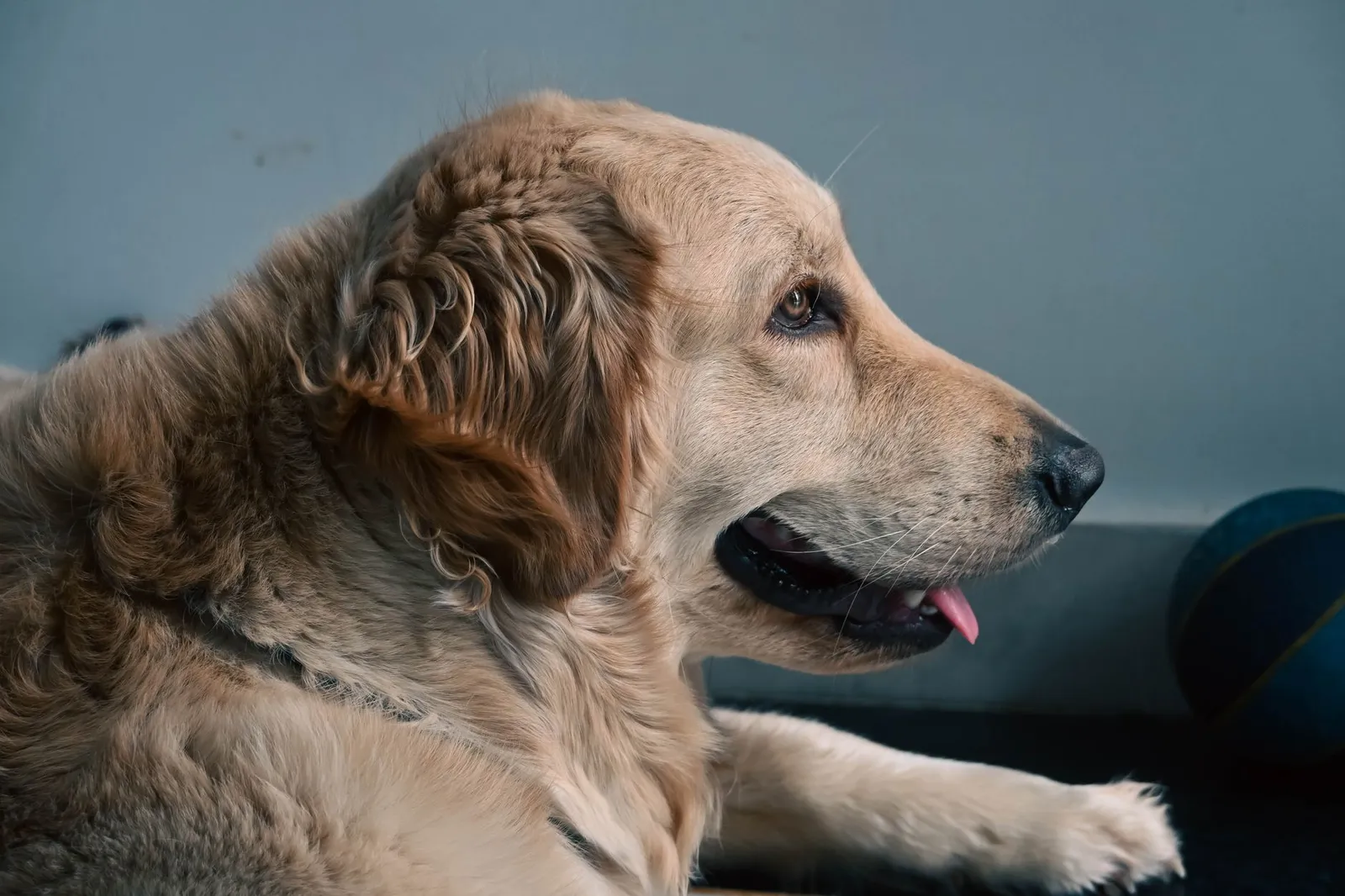 Close-up of a calm golden retriever dog lying indoors, displaying friendly demeanor.