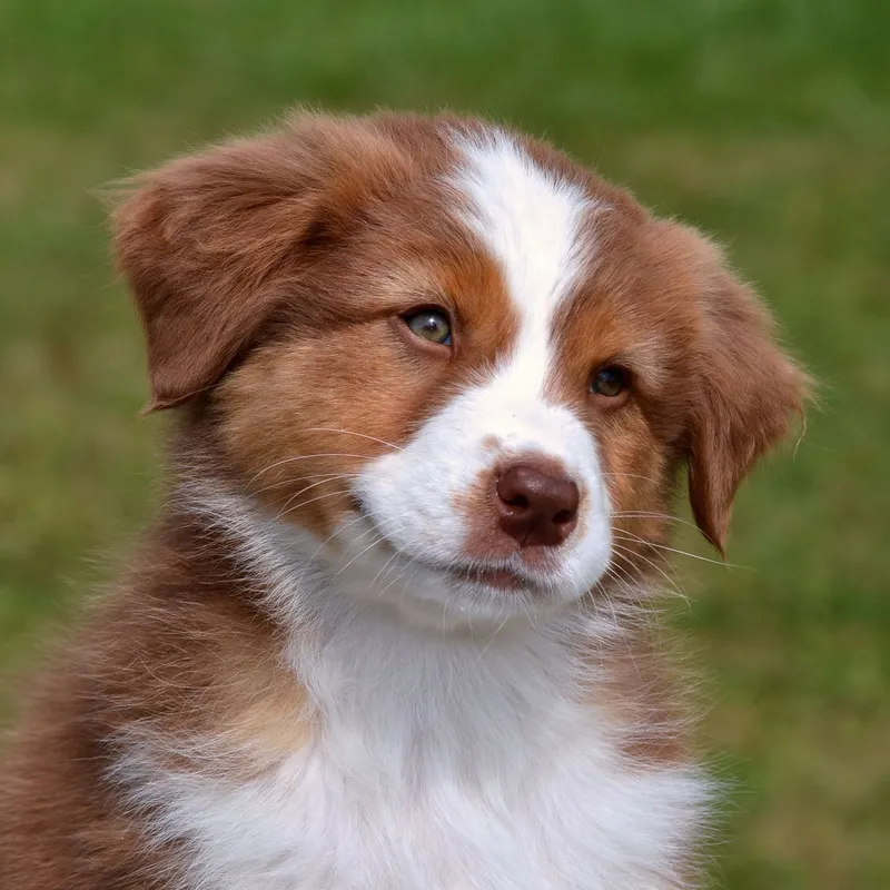 Close-up of a cute Australian Shepherd puppy with fluffy fur enjoying the outdoors.