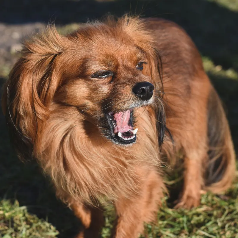 Close-up of a cute brown dog yawning under the sun in a grassy area.