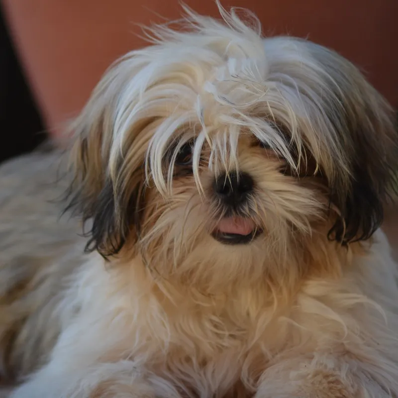 Close-up of a cute Shih Tzu puppy with fluffy fur and a playful expression.