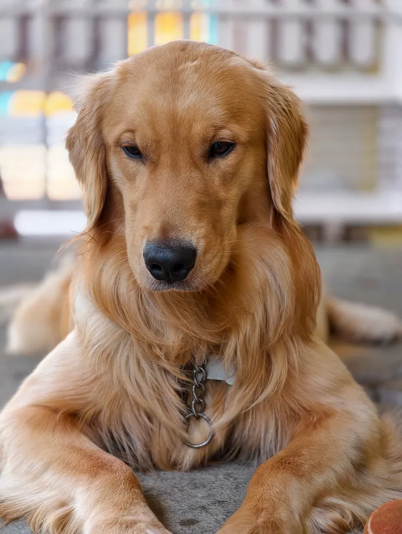 Close-up of a Golden Retriever dog lying indoors, displaying calm demeanor.