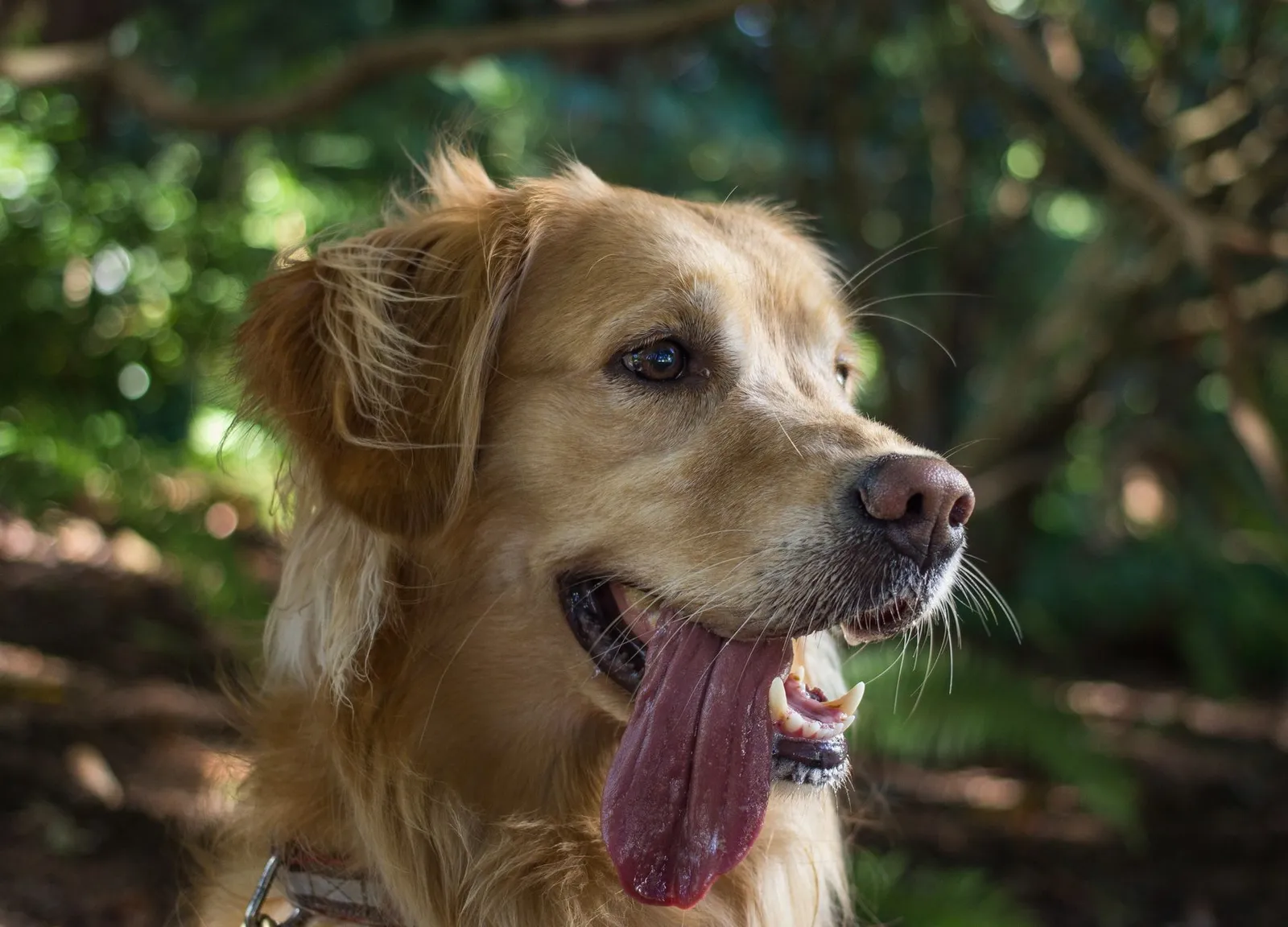 Close-up of a Golden Retriever panting happily outside on a sunny day.