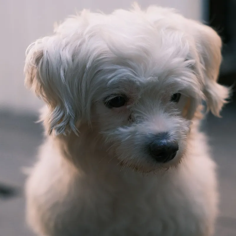 Close-up portrait of a fluffy white puppy with soft lighting, capturing an endearing moment.