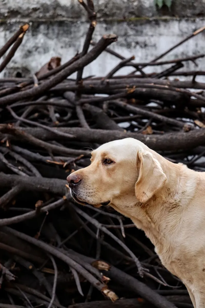 Close-up profile of a Labrador Retriever against a woodpile background in Hyderabad, India.