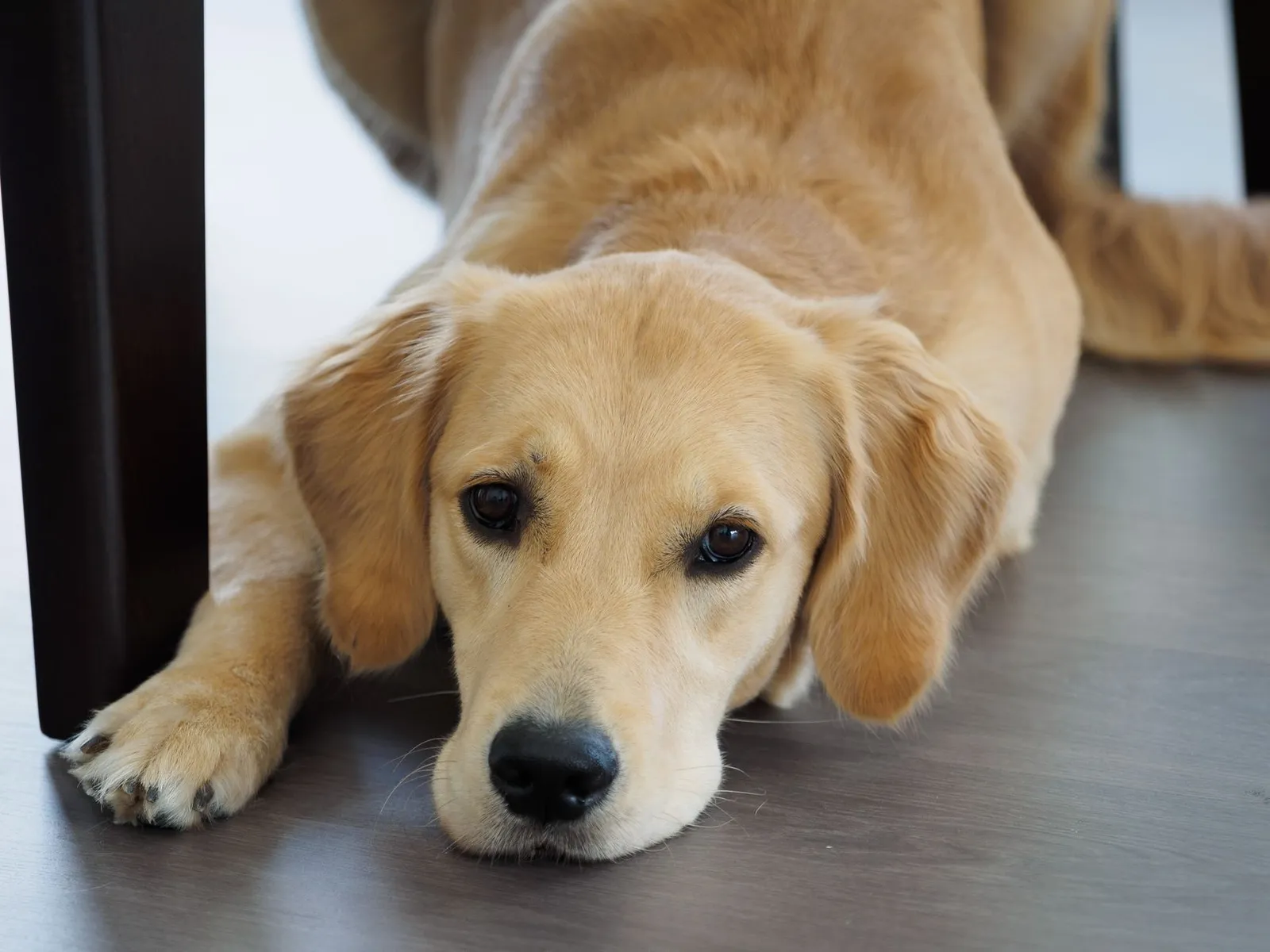 Cute Labrador Retriever puppy lying indoors on a wooden floor, looking relaxed and content.