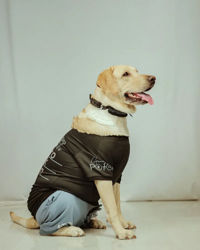 Cute Labrador Retriever wearing a stylish outfit indoors. Ideal for pet fashion and dog lovers.