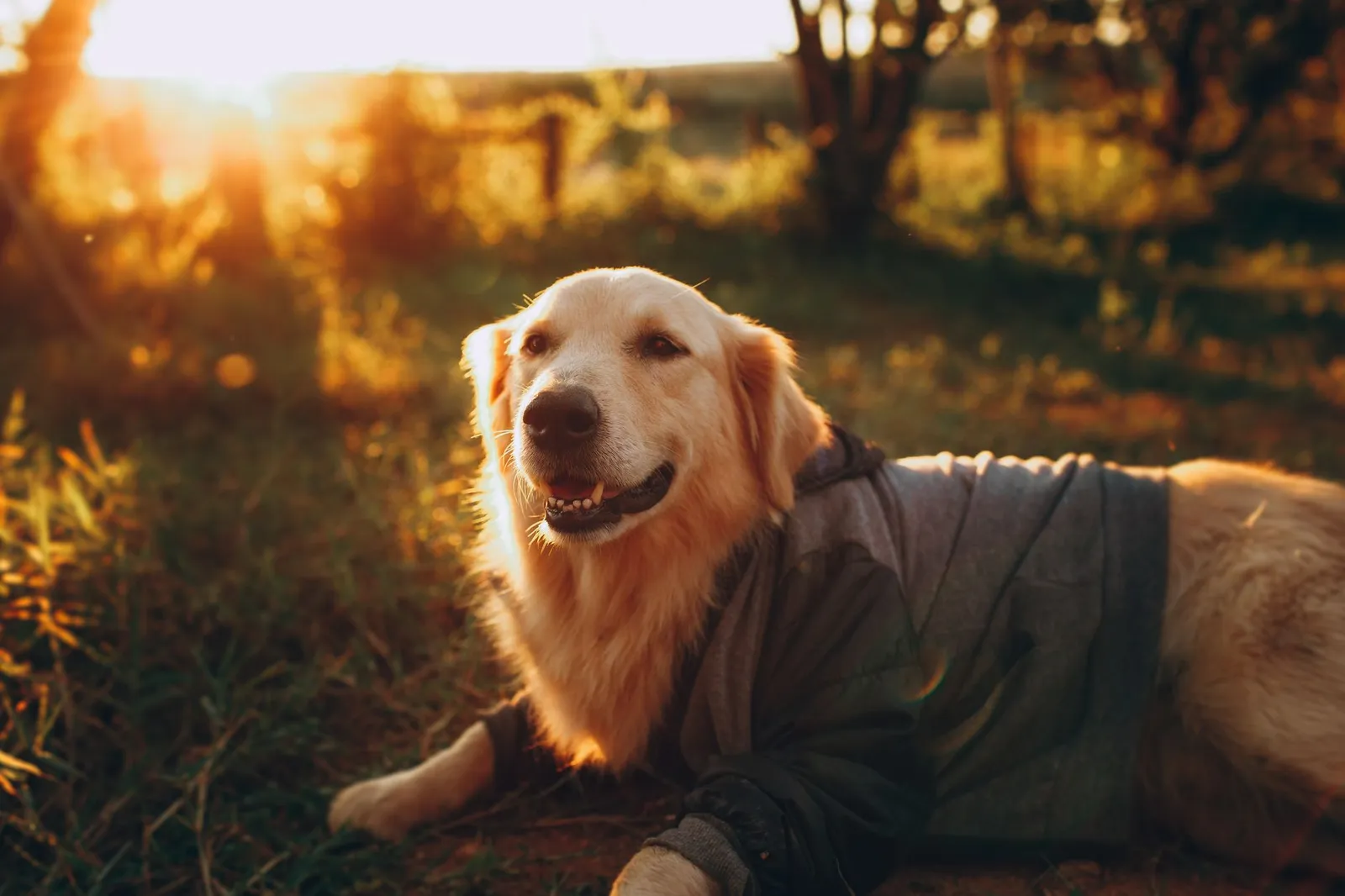 Dressed Golden Retriever lying on grassy field in sunny day on blurred background