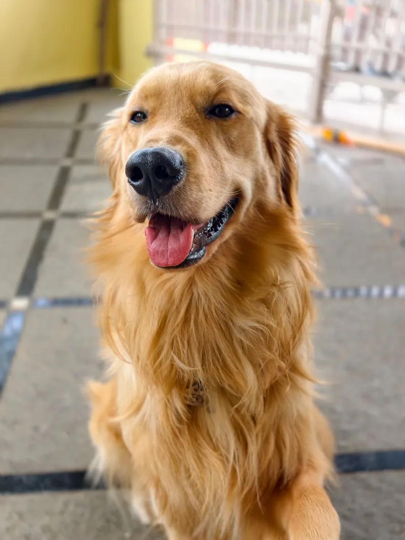 Friendly Golden Retriever dog smiling indoors, perfect for pet lovers.