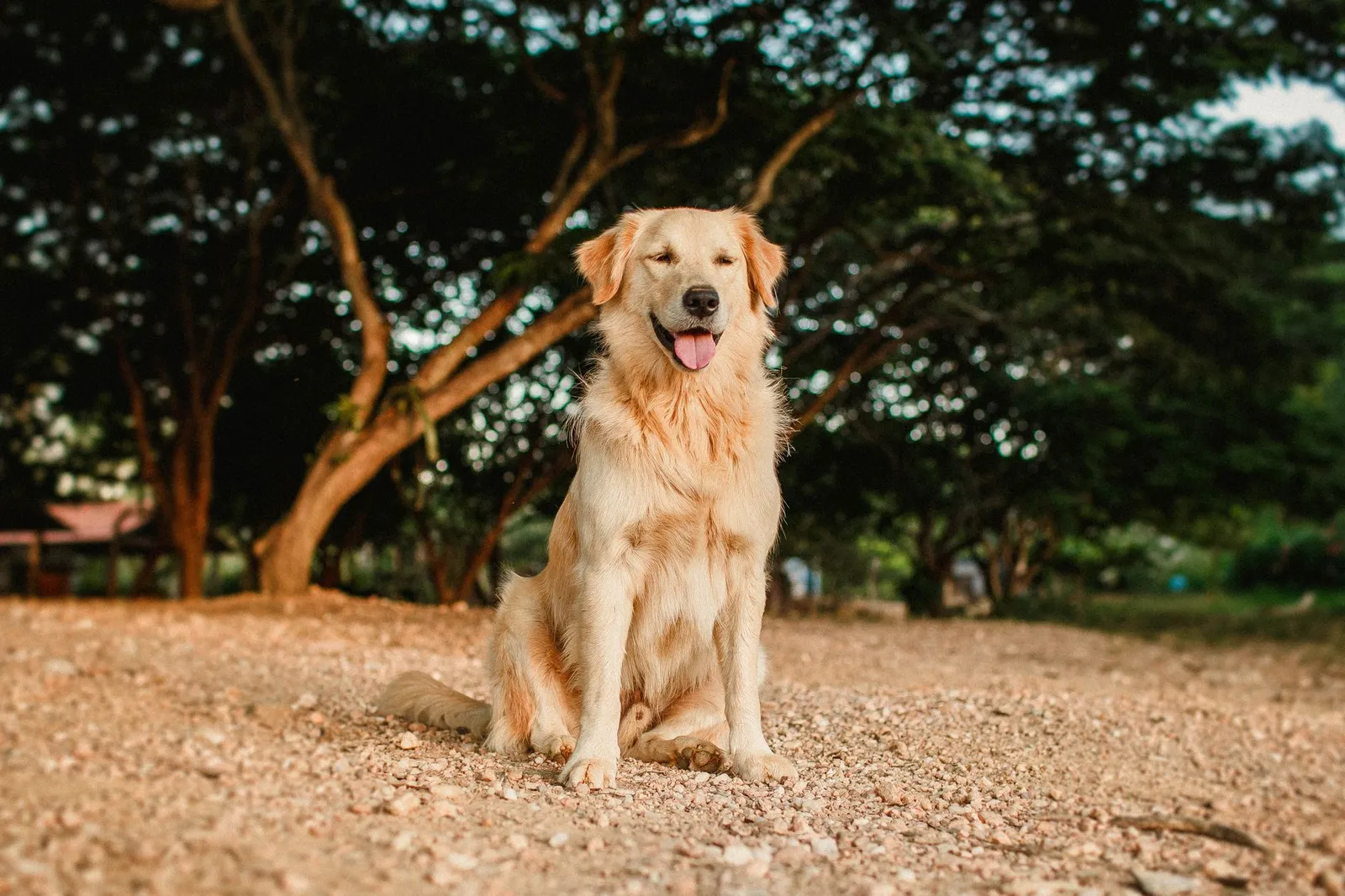 Friendly peaceful brown Hovawart sitting with tongue out on dry surface behind growing trees while looking away in afternoon