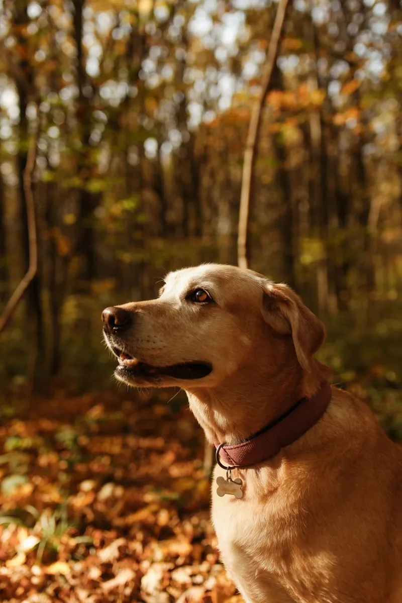 Golden Retriever dog poses in a serene autumn forest scene, capturing nature's tranquility.