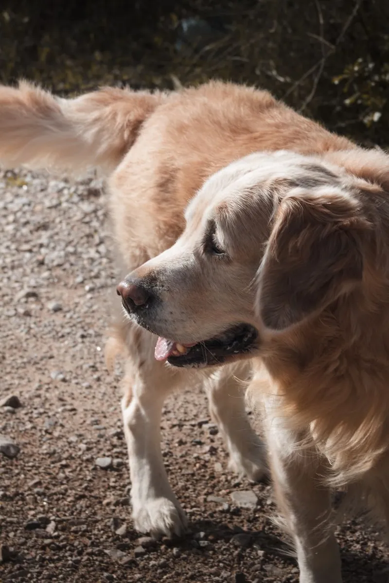 Golden Retriever enjoying a sunny day outdoors on a gravel path.