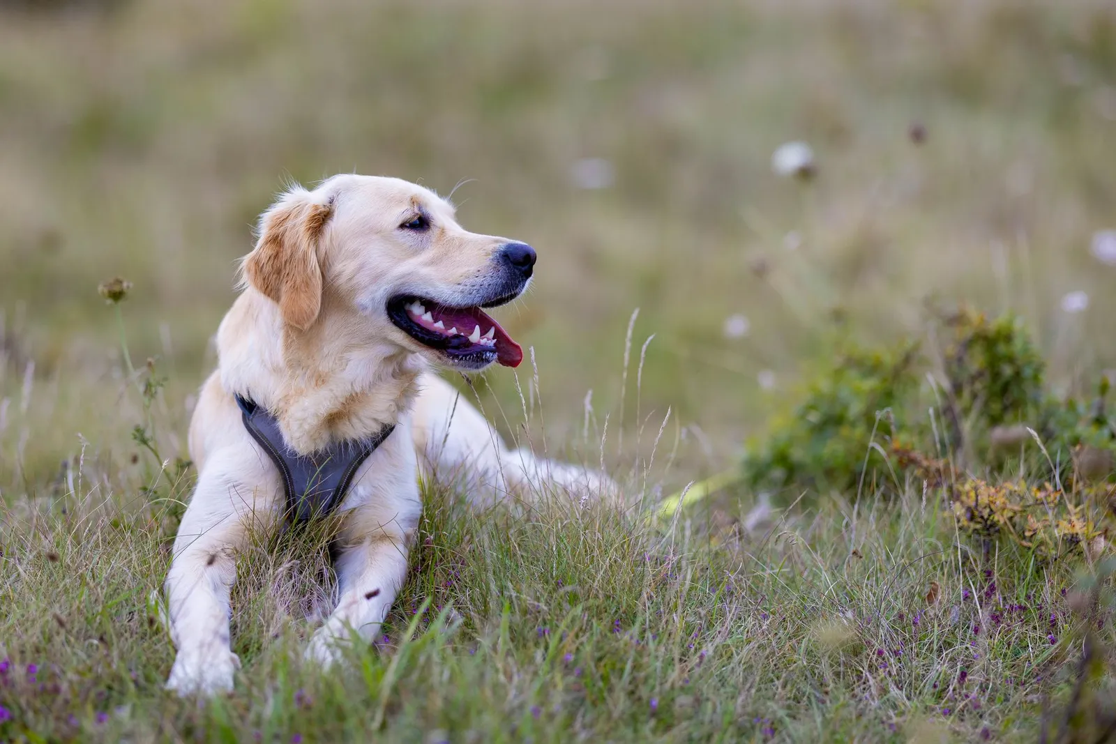 Golden Retriever lying in a lush meadow on a sunny day, showcasing tranquility.