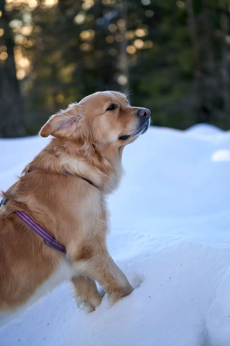 Golden retriever puppy enjoying a snowy winter day in the forest with playful curiosity.