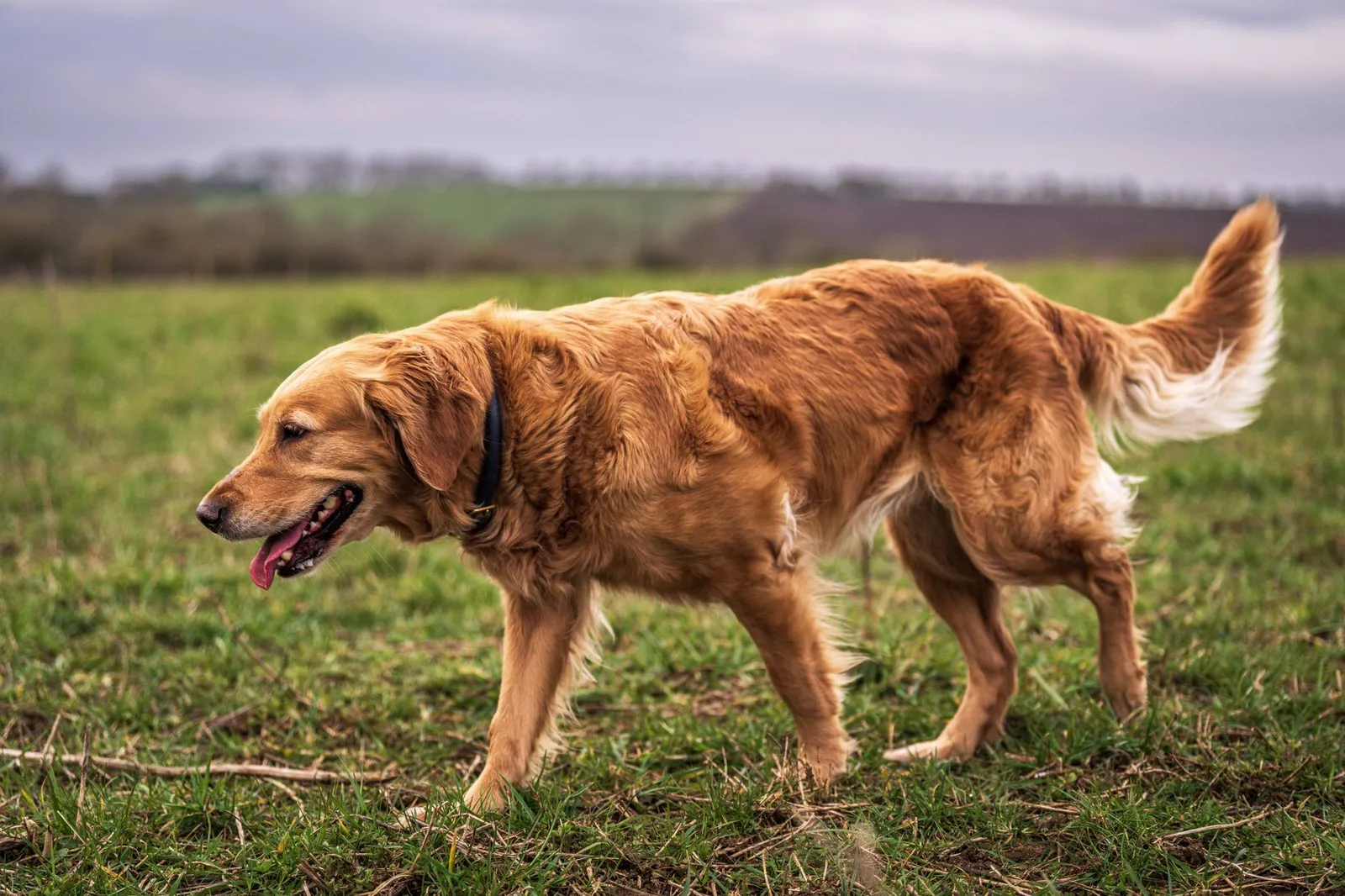 Golden Retriever walking in a lush green field, enjoying the serene outdoor landscape.