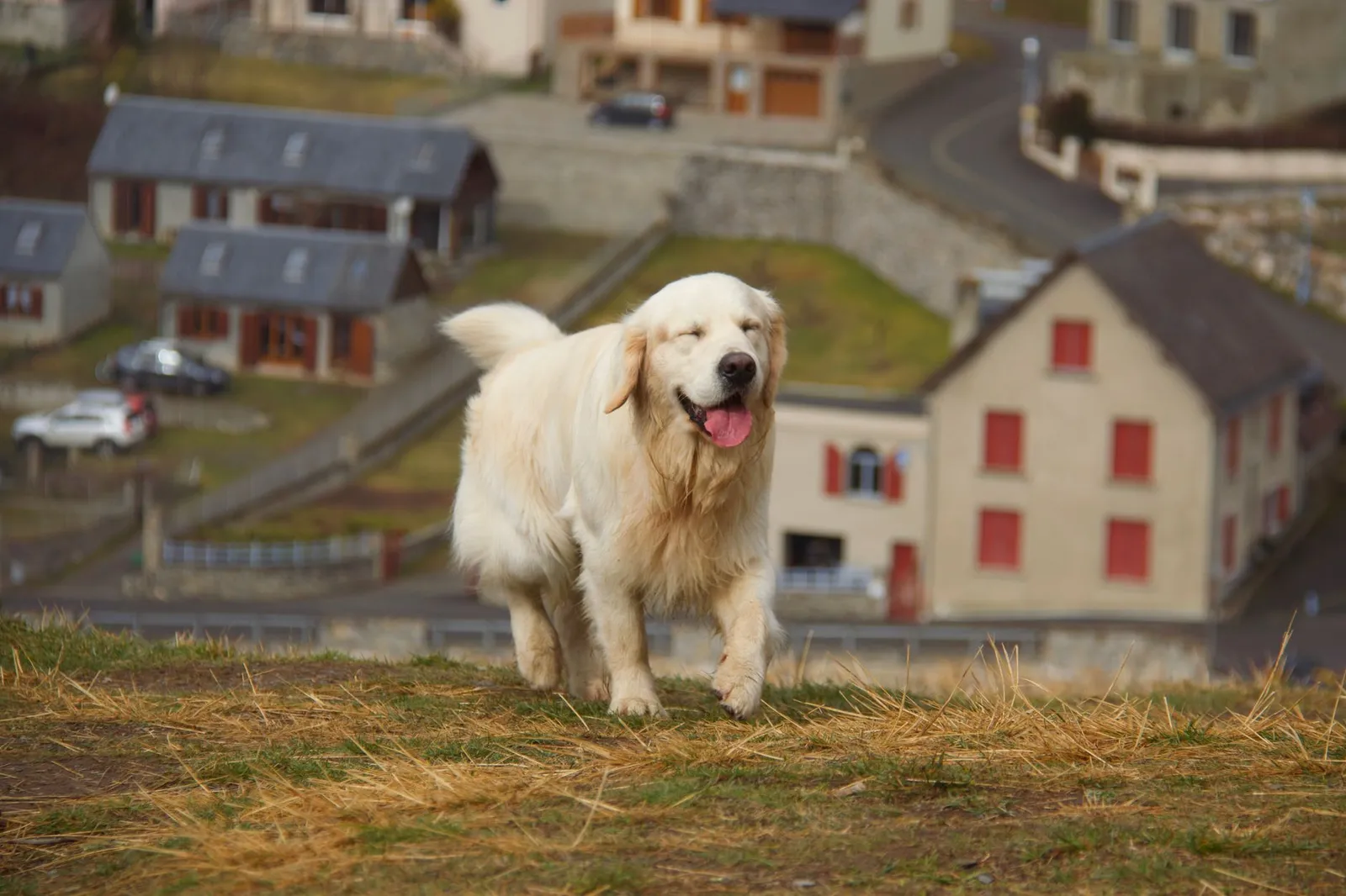 Happy golden retriever running on grass in a quaint village setting, capturing a joyful moment.