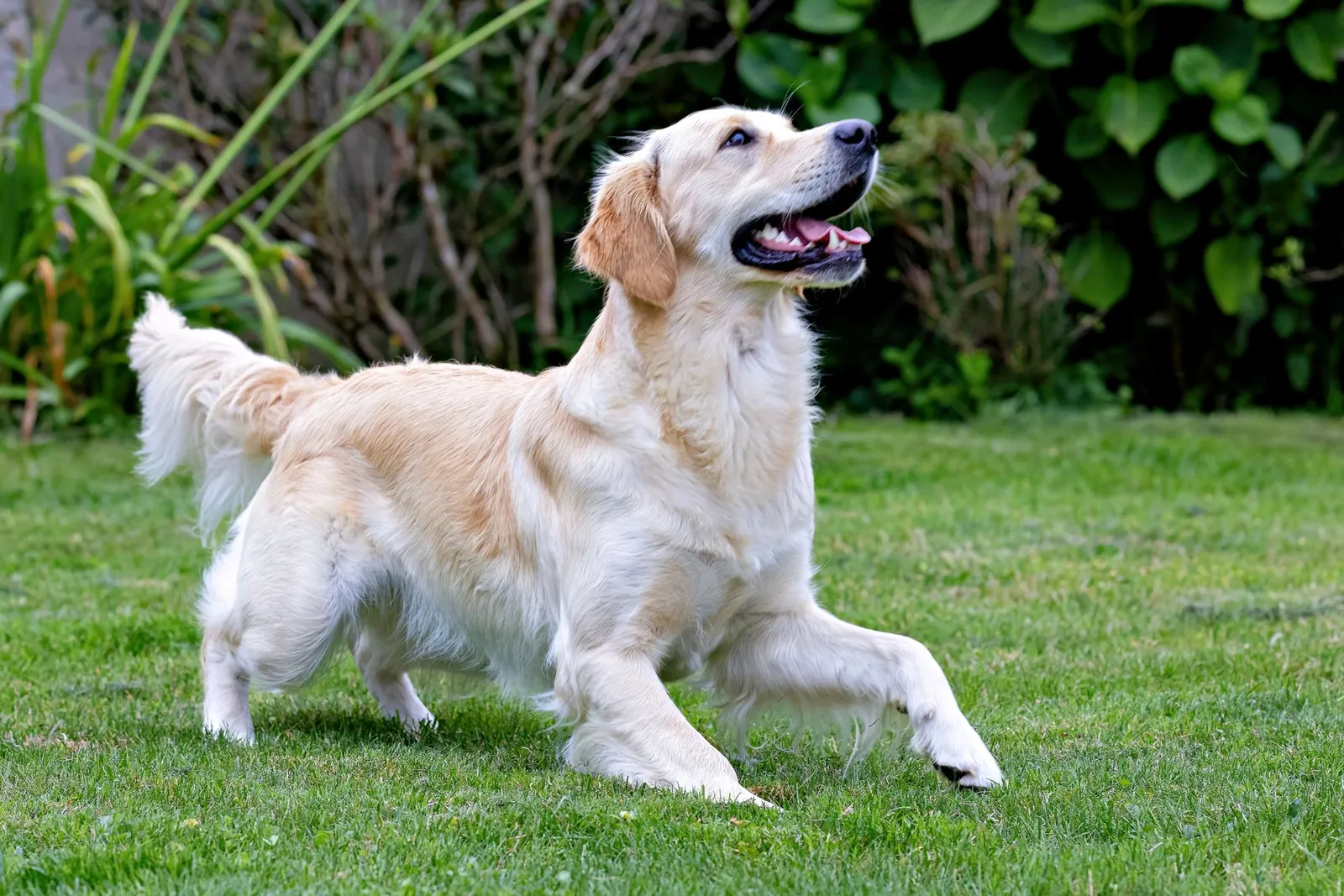 Happy golden retriever running on lush green lawn with bushes in the background.
