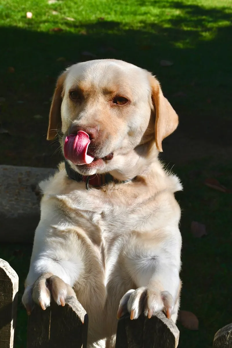 Labrador Retriever with tongue out enjoying a sunny day outdoors.