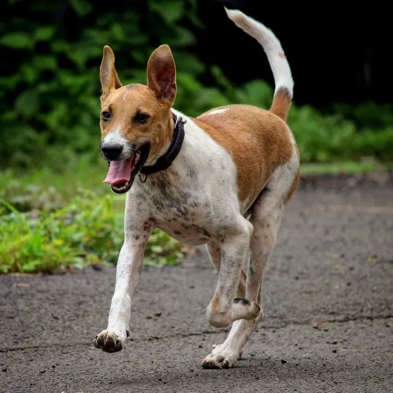 Lively dog running freely on a paved outdoor path, exuding joy and energy.