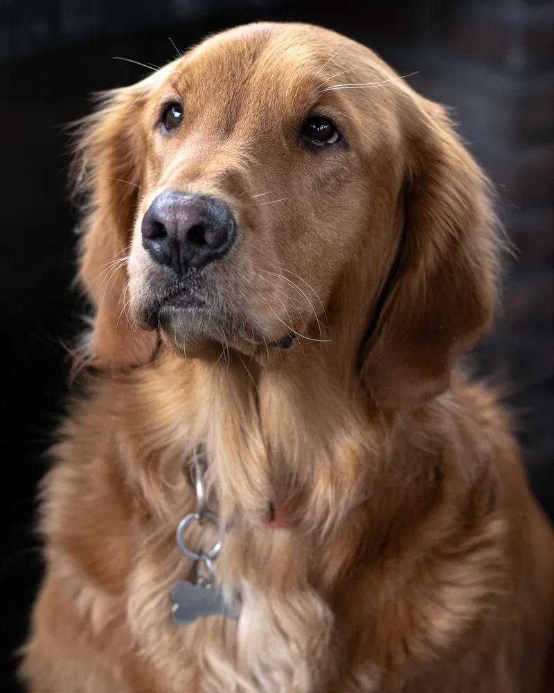 Portrait of a golden retriever looking wistful, highlighting its beautiful fur and gentle expression.