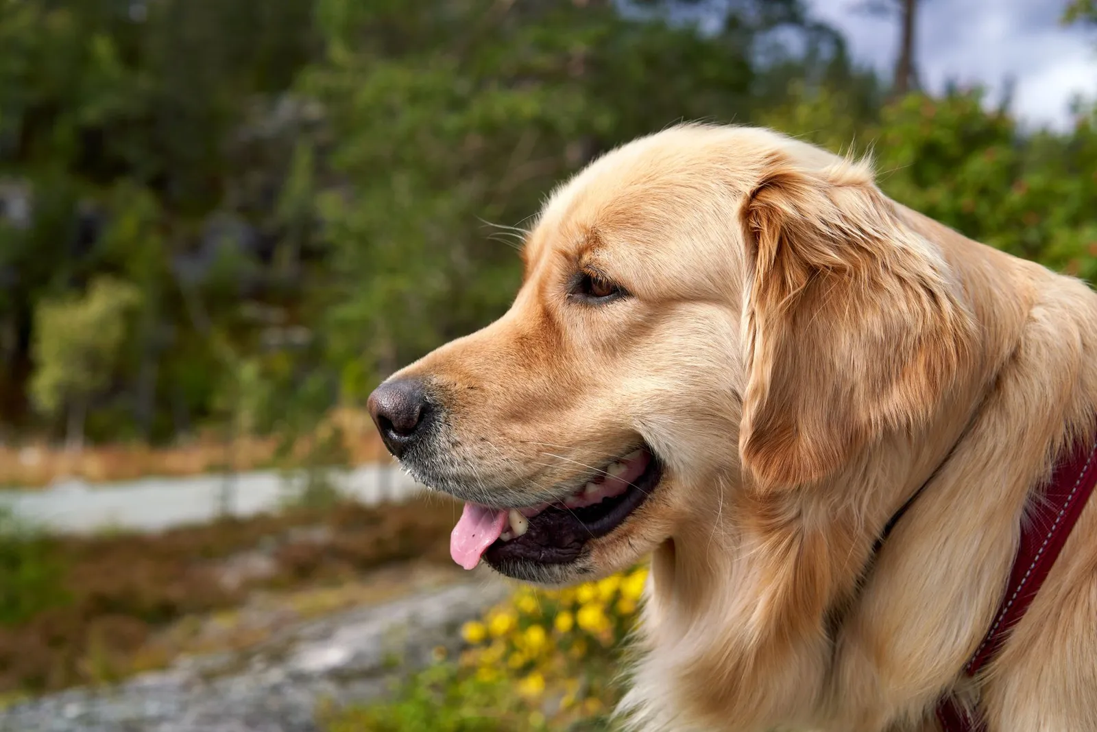 Side profile of a Golden Retriever with blurred natural background.