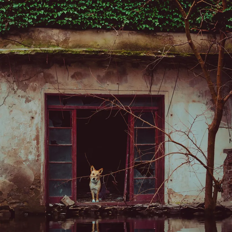 Stray dog stands in the doorway of an abandoned building, surrounded by ivy and a puddle.