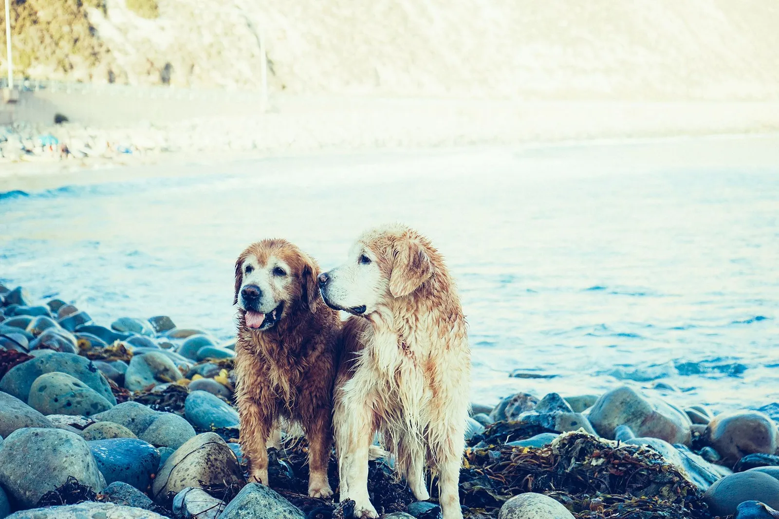 Two wet golden retrievers playing on a rocky beach by the sea.