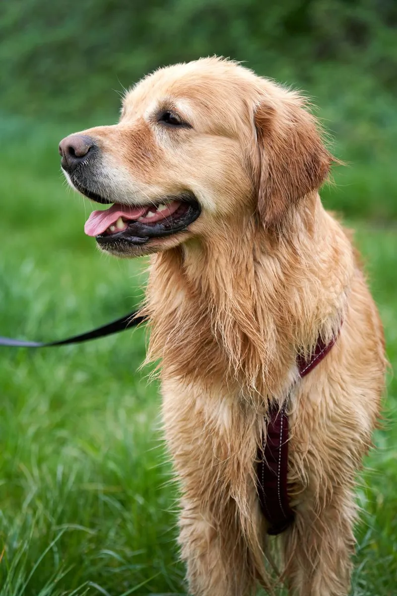 Wet Golden Retriever on a nature walk in Türje, Hungary, showcasing the essence of dog companionship.
